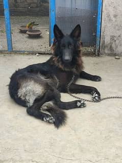 Black German shepherd stud 0