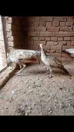 Peacock adult chicks pair and breeder pair