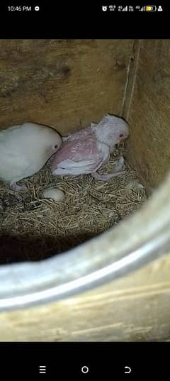 Albino Red eyes x Albino split ino pair with 1 red i chik