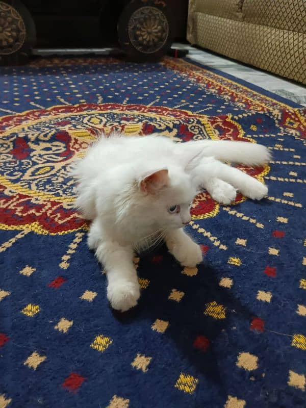 Persian kitten 4 months old blue eyes 6