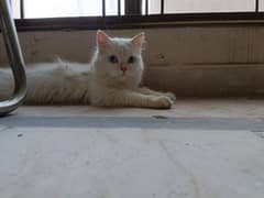 White persian cat