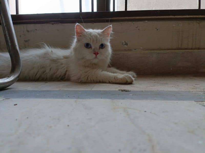 White persian cat 0