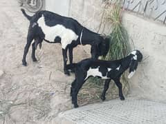 beetal bakri sath 1 month ki female call and watsup O3113876208