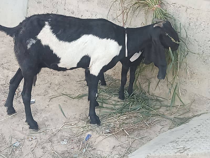 beetal bakri sath 1 month ki female call and watsup O3113876208 1