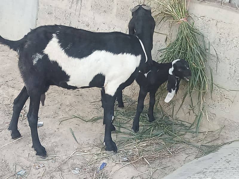 beetal bakri sath 1 month ki female call and watsup O3113876208 3