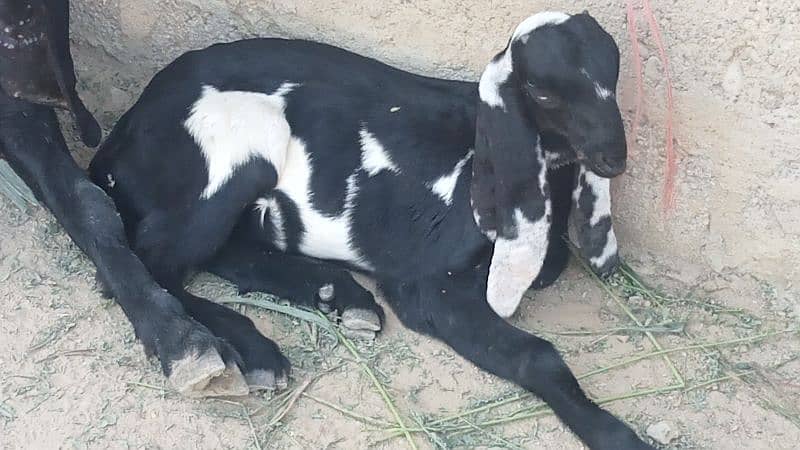 beetal bakri sath 1 month ki female call and watsup O3113876208 4