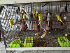 Australian birds (budgies) for sale