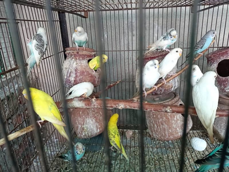 Australian birds (budgies) for sale 1