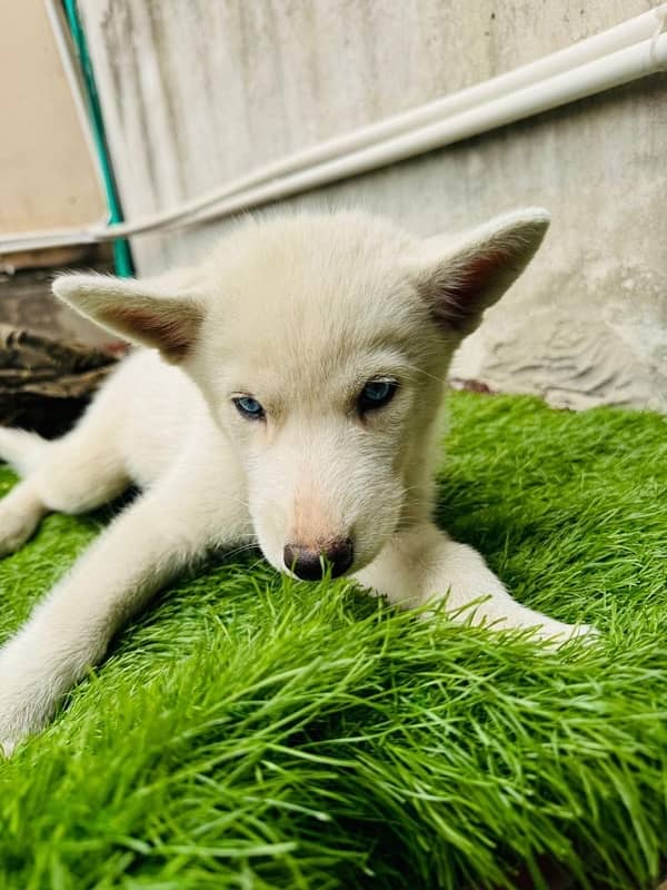 Siberian Husky Female Puppy Bitch 1