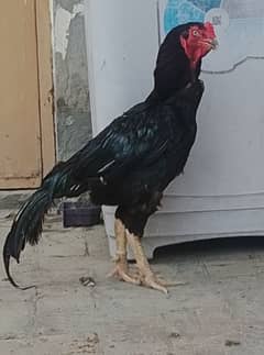 Sindhi aseelmale for sale. seriouse buyer plz contact with me.