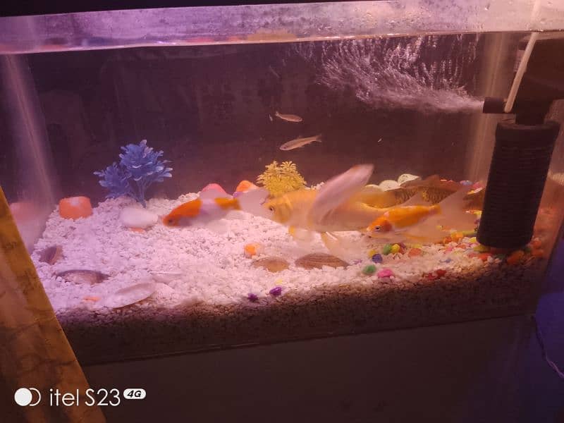 Fish aquarium with 2 big fish 4medium fish . 1