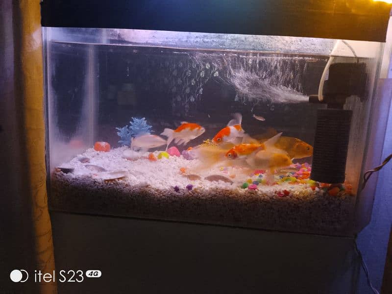 Fish aquarium with 2 big fish 4medium fish . 5