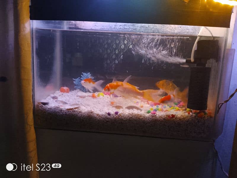 Fish aquarium with 2 big fish 4medium fish . 6