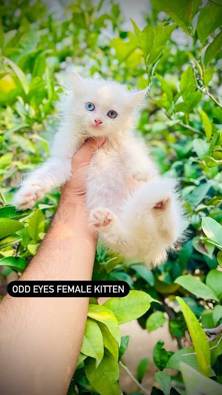 Persian High Quality More Than Tripple Coated Cat/Kittens 3