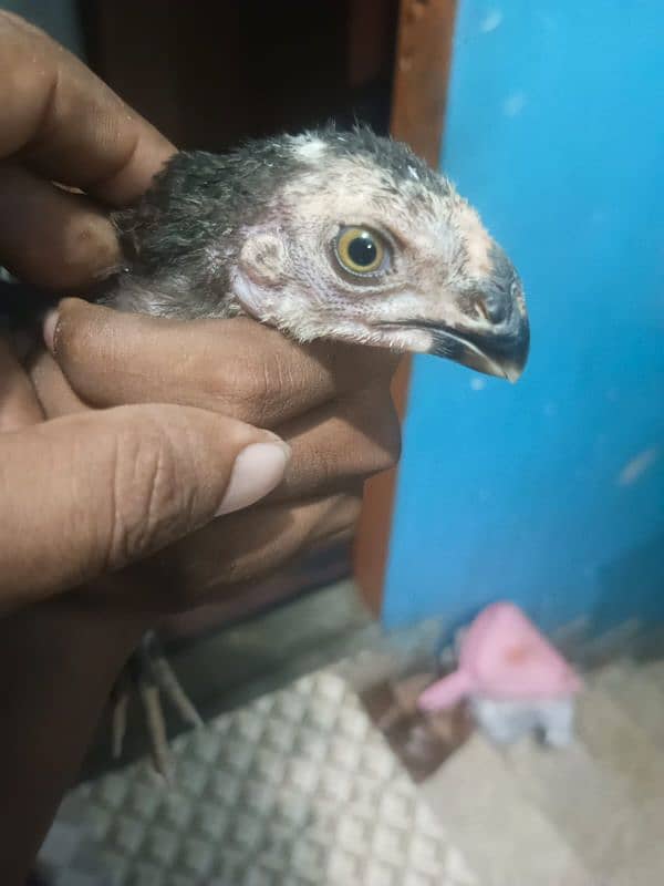 Indian Parrot beak chick for sale Age 2 month+ 0321//8270958 cargo 0