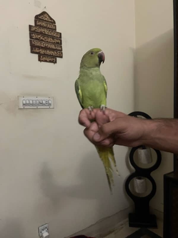 Green parrot handtamed female 1