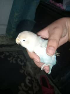 white blue lovebird tame and friendly with cage