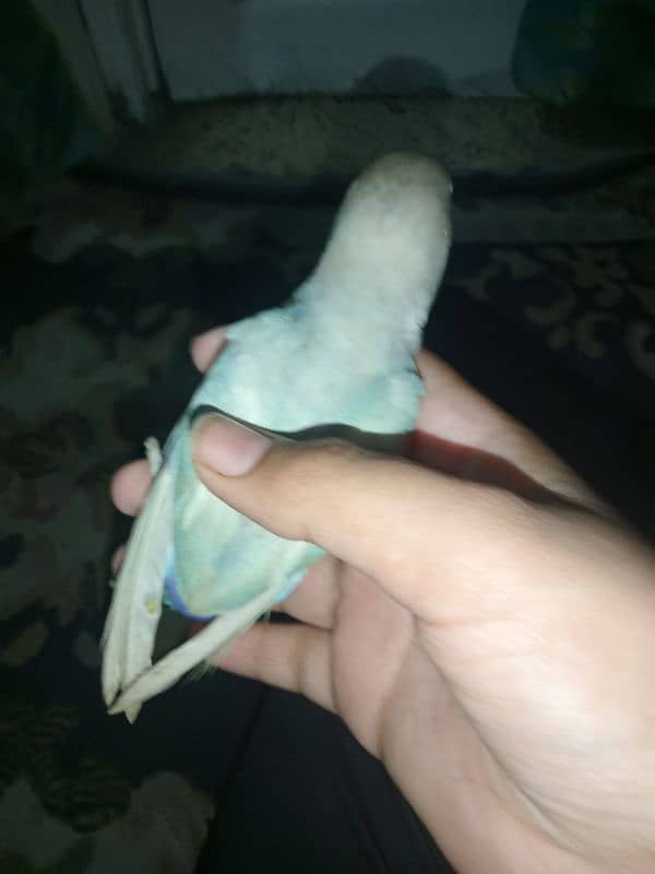 white blue lovebird tame and friendly with cage 1