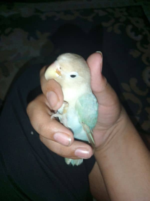 white blue lovebird tame and friendly with cage 2