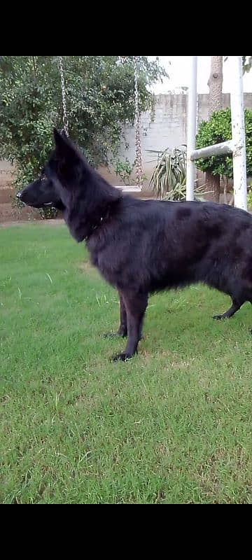 German Shepherd Female and Male 11