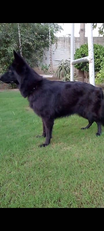 German Shepherd Female and Male 12