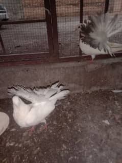 English white fantail 100% breeder pair for sale