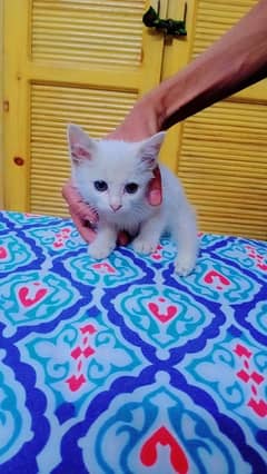 Persian Triple coated kitten