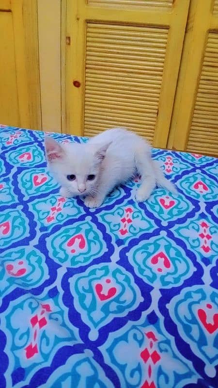 Persian Triple coated kitten 1