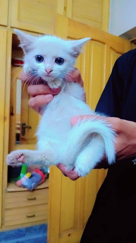 Persian Triple coated kitten 2