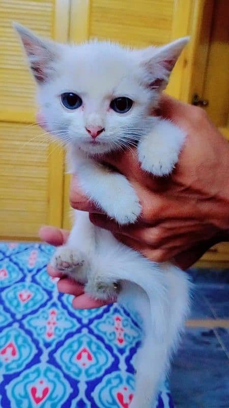 Persian Triple coated kitten 3