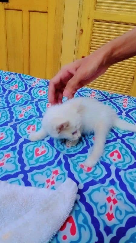 Persian Triple coated kitten 4