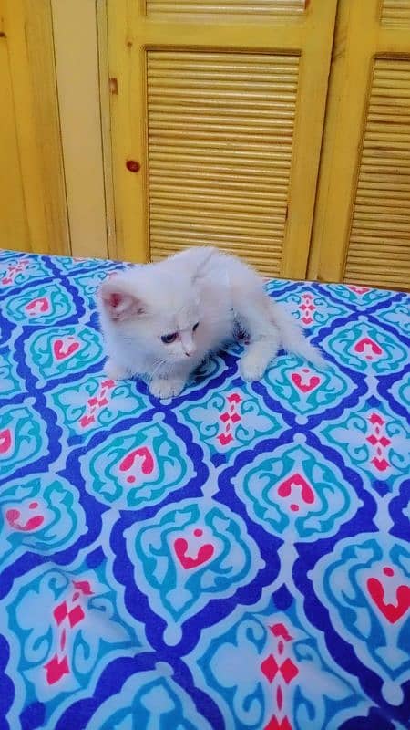 Persian Triple coated kitten 6