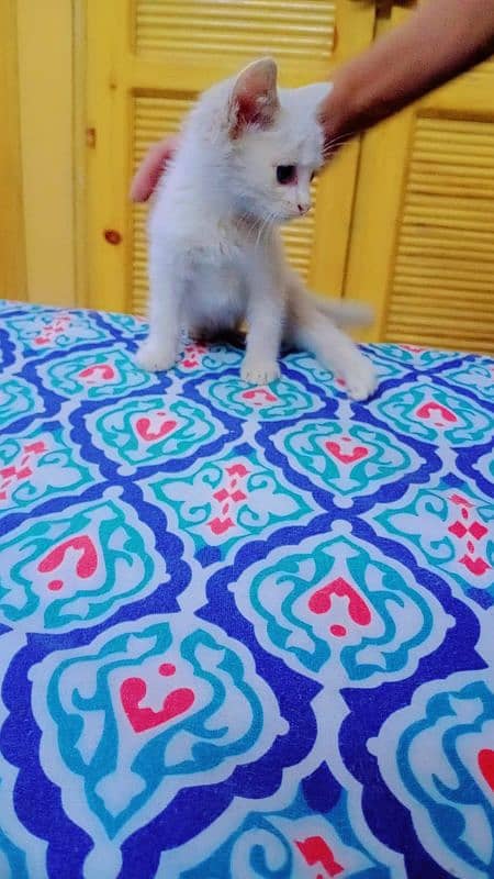 Persian Triple coated kitten 7