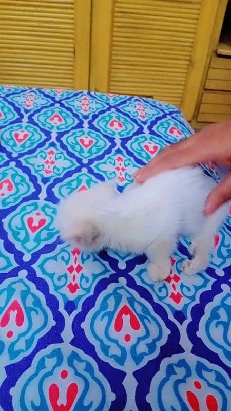 Persian Triple coated kitten 8