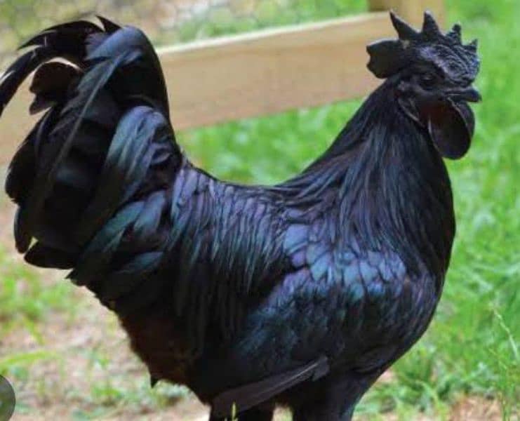 Ayam cemani ready to breed 0