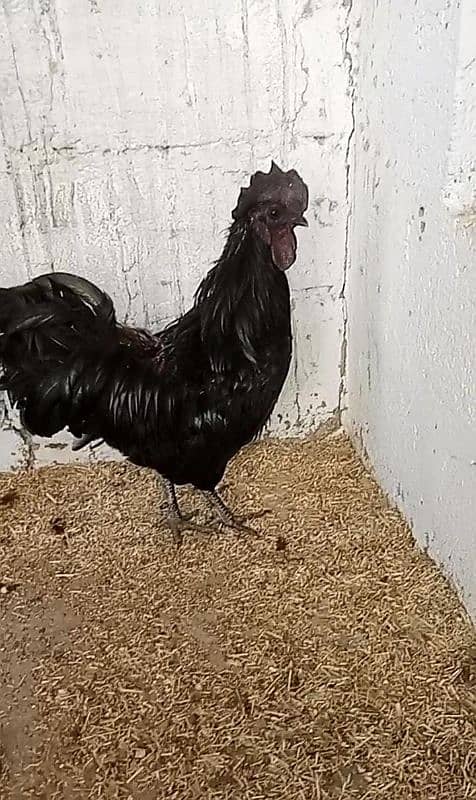 Ayam cemani ready to breed 1