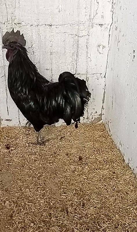 Ayam cemani ready to breed 2