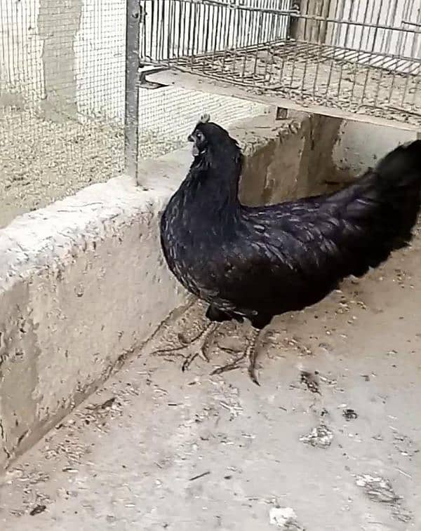 Ayam cemani ready to breed 3