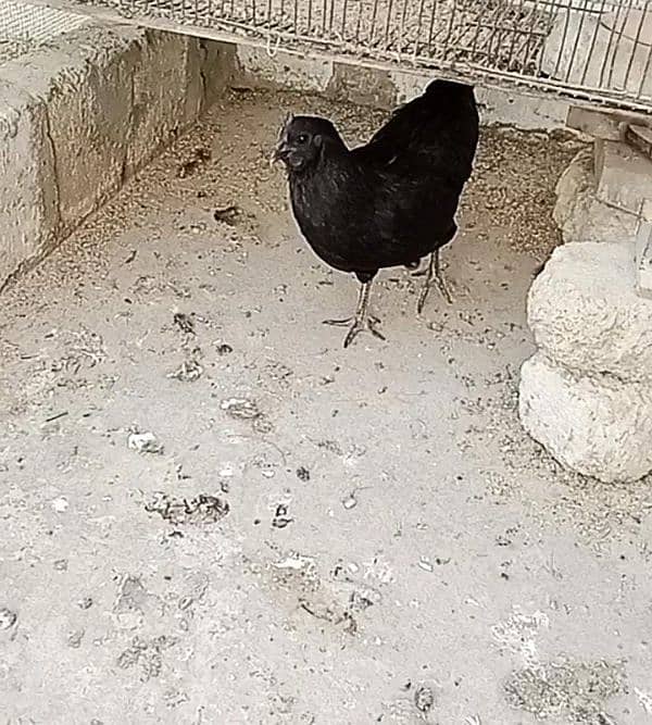 Ayam cemani ready to breed 4