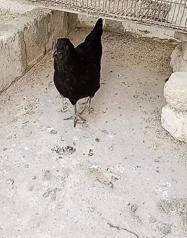 Ayam cemani ready to breed 5