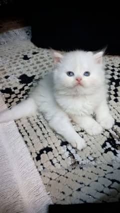 persian white high quality kittens