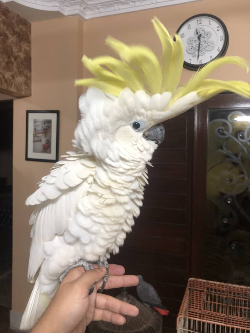 Titron cockatoo very huge size looking for new house 0