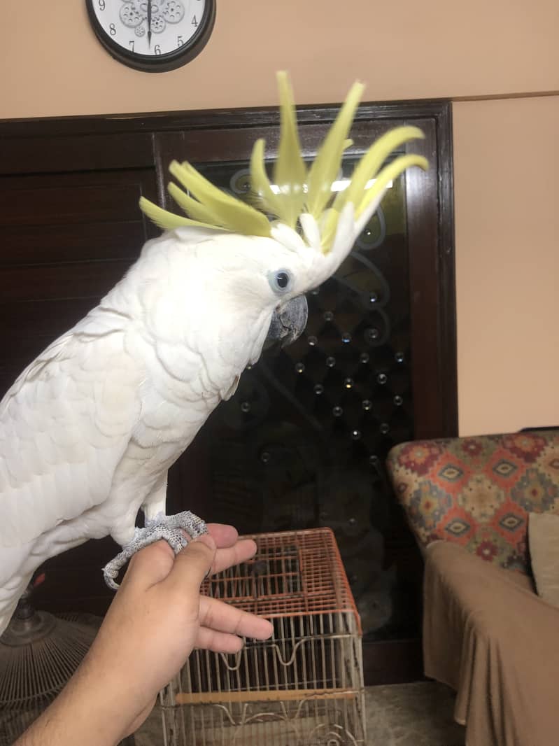 Titron cockatoo very huge size looking for new house 1