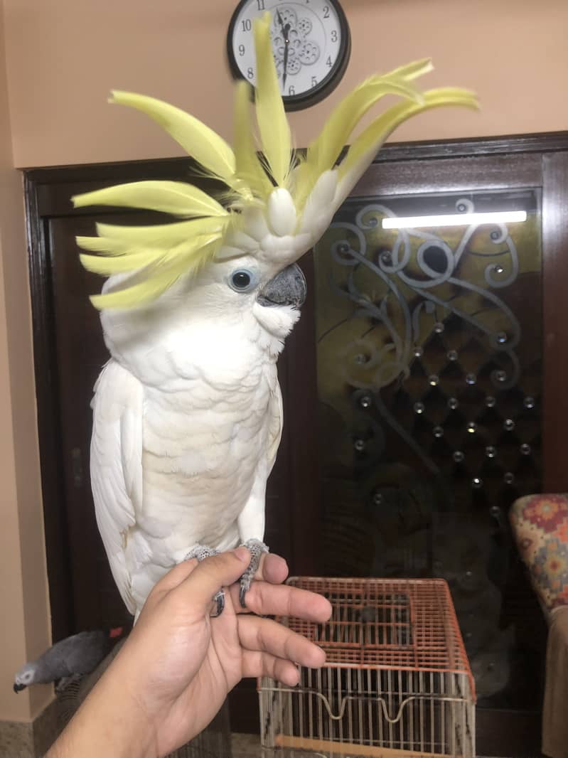 Titron cockatoo very huge size looking for new house 2