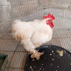 bantam