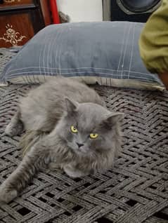 Persian cat