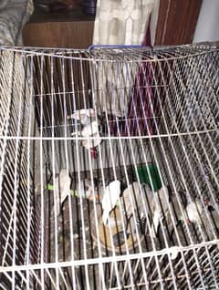 Finches pair Available for Sale