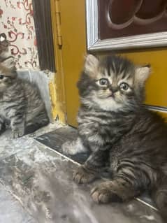 kitteen for sale