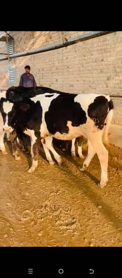 Heifers or Huge Range of pure or Cross Breed Cows For Sale 03457901580