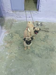 pug dog mighting